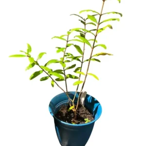 Red Pomegranate Tree Plant – Granatum Punicum – Live Starter Plant – 9-12 Inch Tall - Image 7