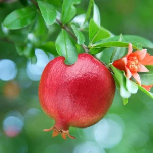Red Pomegranate Tree Plant – Granatum Punicum – Live Starter Plant – 9-12 Inch Tall - Image 8