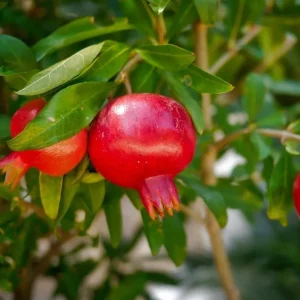 Red Pomegranate Tree Plant – Granatum Punicum – Live Starter Plant – 9-12 Inch Tall - Image 9