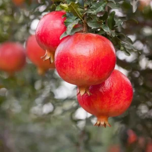 Red Pomegranate Tree Plant – Granatum Punicum – Live Starter Plant – 9-12 Inch Tall - Image 1