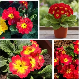 Red Primrose Live Plant – Flowering Perennial – 4 to 6 Inches Tall – Outdoor - Image 6