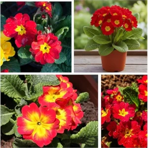 Red Primrose Live Plant – Flowering Perennial – 4 to 6 Inches Tall – Outdoor - Image 7