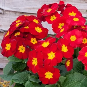 Red Primrose Live Plants 2-Pack, Flowering in 4 Inch Pots, Vibrant Color, Outdoor - Image 6