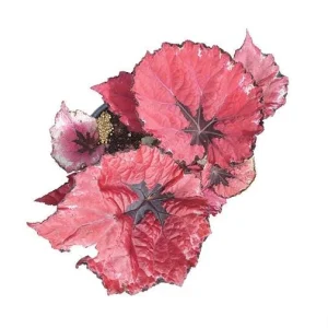 Red Robin Begonia Live Plant – 5-7 Inch Tall Starter Plant – Indoor/Outdoor - Image 6