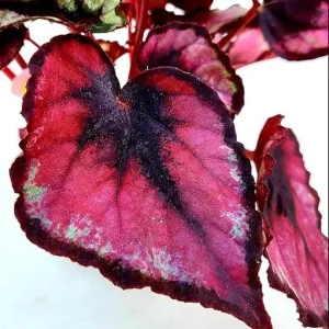 Red Robin Begonia Live Plants - 2-Pack, 5-7 Inch Tall, Bush Angel Wing Cane Begonia - Image 2
