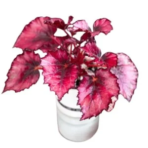 Red Robin Begonia Live Plants - 2-Pack, 5-7 Inch Tall, Bush Angel Wing Cane Begonia - Image 4