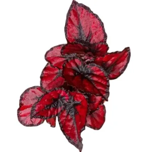 Red Robin Begonia Live Plants - 2-Pack, 5-7 Inch Tall, Bush Angel Wing Cane Begonia - Image 1