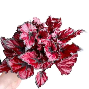 Red Robin Begonia Live Plants - 2-Pack, 5-7 Inch Tall, Bush Angel Wing Cane Begonia - Image 7