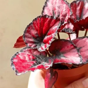 Red Robin Begonia Live Plants - 2-Pack, 5-7 Inch Tall, Bush Angel Wing Cane Begonia - Image 8