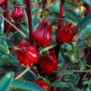 Red Roselle Hibiscus Live Plant – 4 Inch Pot – Sabdariffa – 4-6" Tall - Image 2