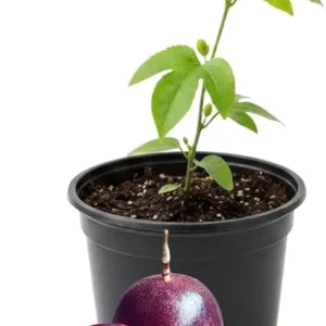 Red Rover Passion Fruit Live Plant – Perennial Fruit Vine – 4-7 Inches Tall – Outdoor - Image 2