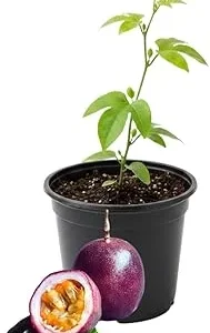 Red Rover Passion Fruit Live Plant – Perennial Fruit Vine – 4-7 Inches Tall – Outdoor - Image 1
