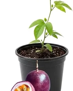 Red Rover Passion Fruit Live Plant – Perennial Fruit Vine – 4-7 Inches Tall – Outdoor - Image 6