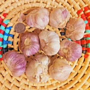 Red Russian Garlic Bulbs - Organic Heirloom Hardneck Seed Garlic for Planting - Image 2