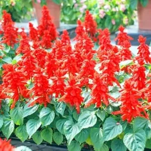 Red Salvia Live Plants - 2 Plants in 4 Inch Pot - Outdoor Flower - Image 3