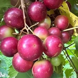 Red Scarlet Muscadine Vine Plant - 2 Year Old Grapevine, Sweet, Outdoor - Image 3