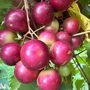 Red Scarlet Muscadine Vine Plant - 2 Year Old Grapevine, Sweet, Outdoor - Image 6