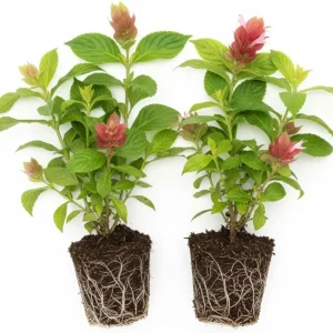 Red Shrimp Live Plant - 2 Starter Plants, 4-8" Tall, Outdoor Perennial Flower - Image 2