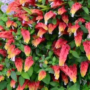 Red Shrimp Live Plants - 2 Pack, 5-7 inches Tall, Easy Care, Indoor/Outdoor - Image 4