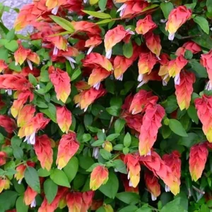 Red Shrimp Live Plants - 2 Pack, 5-7 inches Tall, Easy Care, Indoor/Outdoor - Image 6