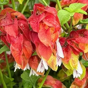 Red Shrimp Plant Live, 5-7 Inch Tall, Unique Indoor Perennial - Image 3