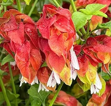 Red Shrimp Plant Live, 5-7 Inch Tall, Unique Indoor Perennial - Image 7