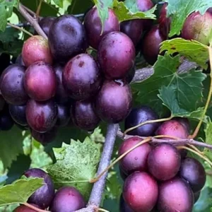 Red Summit Muscadine Vine Plant - 2 Year Old Grapevine, Sweet Red Grapes - Image 3