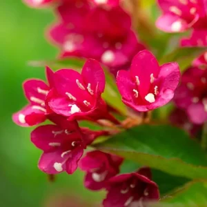 Red Weigela Live Plant - Quart Pot Flowering Shrub for Outdoor Gardens - Image 6