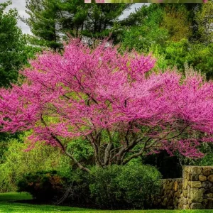 Redbud Tree Seedlings 1-2 ft Tall - 5 Live Trees, Pink Spring Blooms, Outdoor - Image 1
