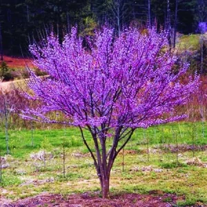 Redbud Tree Seedlings - 2 Dormant Live Plants, 6-15" Tall, American Redbud - Image 2