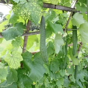 Ridge Luffa Plant – Live Gourd Loofah Vine – 4-8 Inch Tall in 4 Inch Pot - Image 2