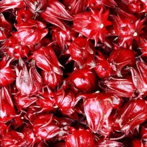 Roselle Hibiscus Live Plant – Jamaican Sorrel for Planting – 8-12 Inch Tall – 2 Plants per Pot - Image 2