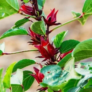 Roselle Hibiscus Live Plant – Jamaican Sorrel for Planting – 8-12 Inch Tall – 2 Plants per Pot - Image 3