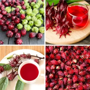 Roselle Hibiscus Live Plant – Jamaican Sorrel for Planting – 8-12 Inch Tall – 2 Plants per Pot - Image 6