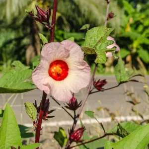 Roselle Hibiscus Live Plant – Jamaican Sorrel for Planting – 8-12 Inch Tall – 2 Plants per Pot - Image 8