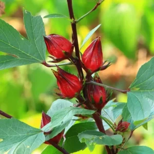 Roselle Hibiscus Live Plant – Jamaican Sorrel for Planting – 8-12 Inch Tall – 2 Plants per Pot - Image 9
