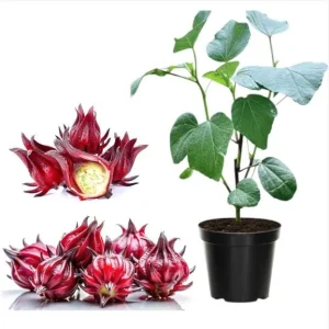 Roselle Hibiscus Live Plant – Jamaican Sorrel for Planting – 8-12 Inch Tall – 2 Plants per Pot - Image 1