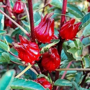 Roselle Hibiscus Sabdariffa Live Plant - Jamaican Sorrel, 6-10 Inch Tall, 4" Pot - Image 1