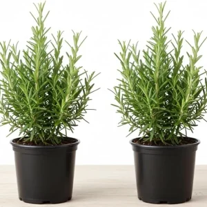 Rosemary Live Plant – 2 Pack, 4-6 inch tall in 4 inch pot – Fragrant Herb – Indoor/Outdoor - Image 2