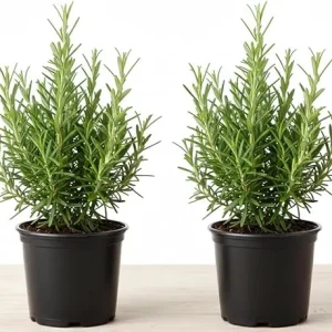 Rosemary Live Plant – 2 Pack, 4-6 inch tall in 4 inch pot – Fragrant Herb – Indoor/Outdoor - Image 4