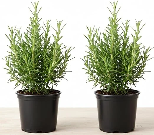 Rosemary Live Plant – 2 Pack, 4-6 inch tall in 4 inch pot – Fragrant Herb – Indoor/Outdoor - Image 4