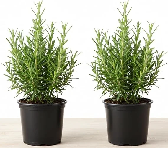 Rosemary Live Plant – 2 Pack, 4-6 inch tall in 4 inch pot – Fragrant Herb – Indoor/Outdoor - Image 5