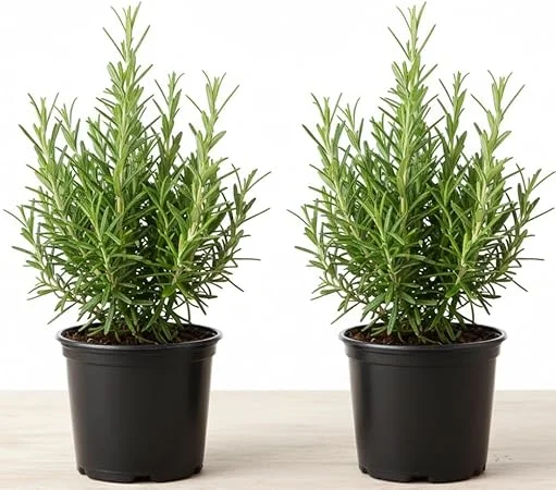 Rosemary Live Plant – 2 Pack, 4-6 inch tall in 4 inch pot – Fragrant Herb – Indoor/Outdoor - Image 1