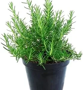 Rosemary Live Plant – 4 Inch Pot – Fragrant Perennial Herb – Indoor/Outdoor - Image 7