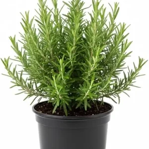 Rosemary Live Plant, 4" Pot - Perennial Herb for Indoor & Outdoor Gardens - Image 2