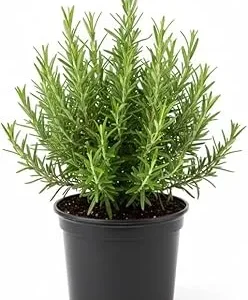 Rosemary Live Plant, 4