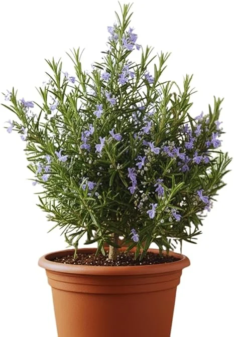 Rosemary Live Plant 5-7 Inch Tall – Fragrant Outdoor Herb for Garden & Patio - Image 2
