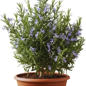 Rosemary Live Plant 5-7 Inch Tall – Fragrant Outdoor Herb for Garden & Patio - Image 3