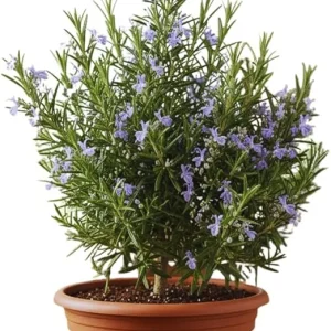 Rosemary Live Plant 5-7 Inch Tall – Fragrant Outdoor Herb for Garden & Patio - Image 4