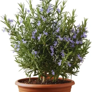 Rosemary Live Plant 5-7 Inch Tall – Fragrant Outdoor Herb for Garden & Patio - Image 7